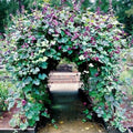 Hyacinth Bean Vine Seeds - 20 Seeds - Purple Pod Climbing Plant - Dolichos Lablab for Trellises & Arbors