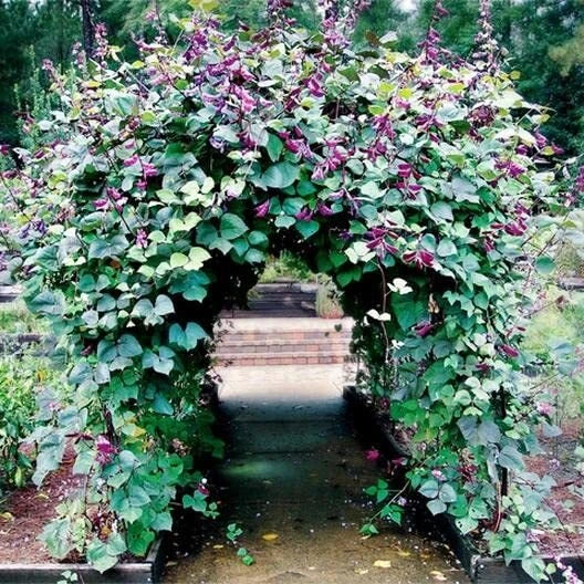 Hyacinth Bean Vine Seeds - 20 Seeds - Purple Pod Climbing Plant - Dolichos Lablab for Trellises & Arbors