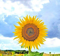 Giant Mongolian Sunflower Seeds - 10 Heirloom Helianthus giganteus for Tall, Large-Flowering Garden Display