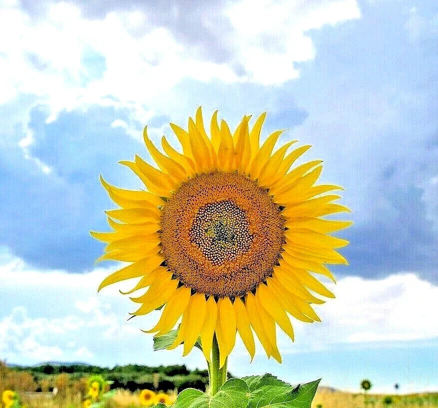 Giant Mongolian Sunflower Seeds - 10 Heirloom Helianthus giganteus for Tall, Large-Flowering Garden Display