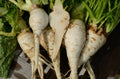Shogoin Turnip Seeds - Japanese Salad Variety - Non-GMO Brassica rapa - Fast-Growing, Edible Roots for Salad, Stir-fry & Pickling