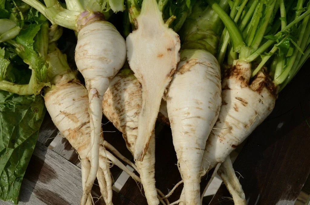 Shogoin Turnip Seeds - Japanese Salad Variety - Non-GMO Brassica rapa - Fast-Growing, Edible Roots for Salad, Stir-fry & Pickling