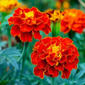 Red Cherry Marigold Seeds - 25+ Pack, Tagetes erecta, Garden Planting, Bright Red Flowers, Easy to Grow, Pollinator Attractant