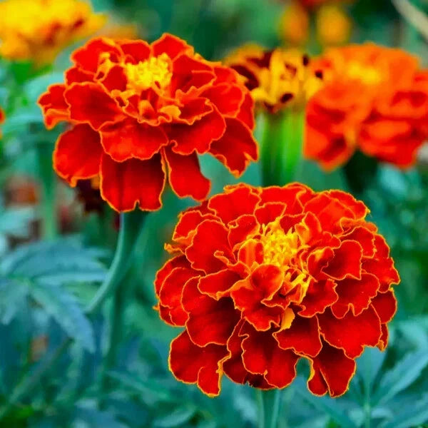 Red Cherry Marigold Seeds - 25+ Pack, Tagetes erecta, Garden Planting, Bright Red Flowers, Easy to Grow, Pollinator Attractant