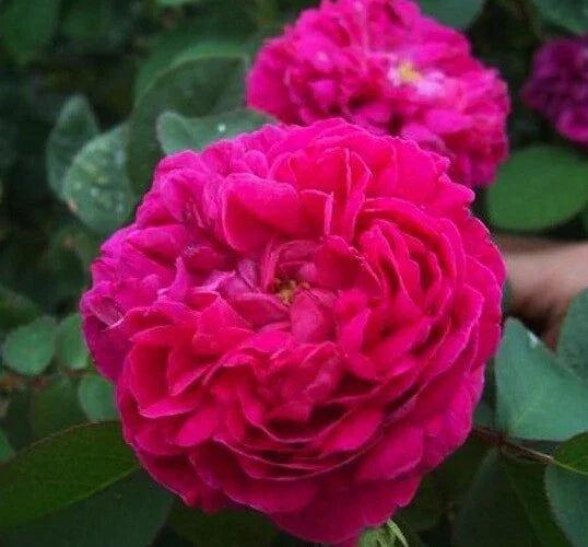Rosa Damascena Cuttings - 10 Fresh Fragrant Rose Variety for Garden or Home Propagation