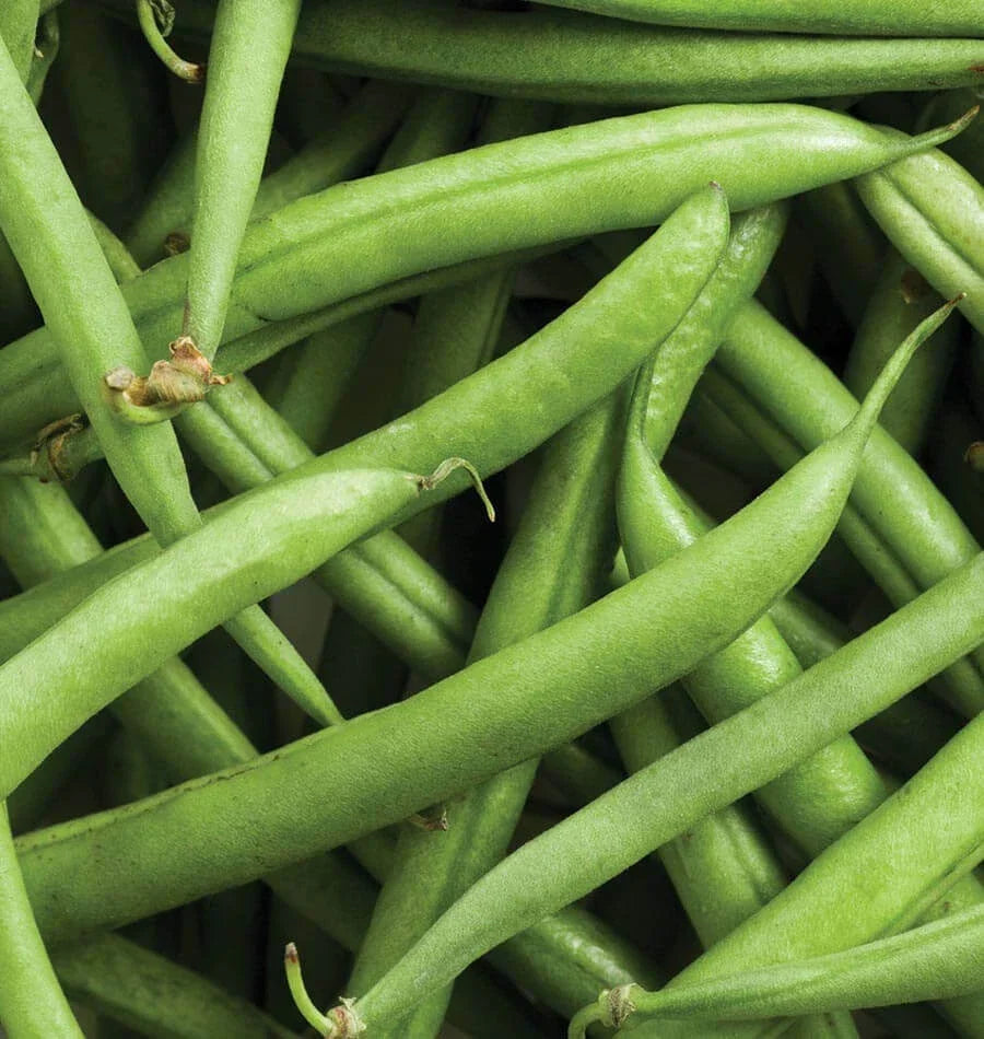 Heirloom Strike Bean Seeds 50 Ct - Bush Green Vegetable Garden, Non-GMO Phaseolus vulgaris