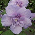 Double Light Purple Hibiscus Seeds - Perennial Flower Seeds Hibiscus rosa-sinensis, 20 Pack