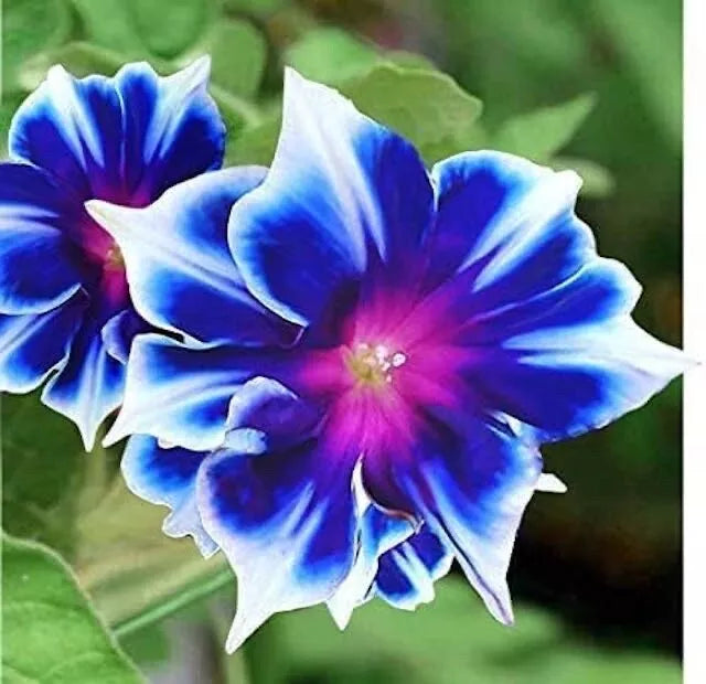 Morning Glory Seeds 100 Count Blue & White Ipomoea tricolor Climbing Vine for Gardens