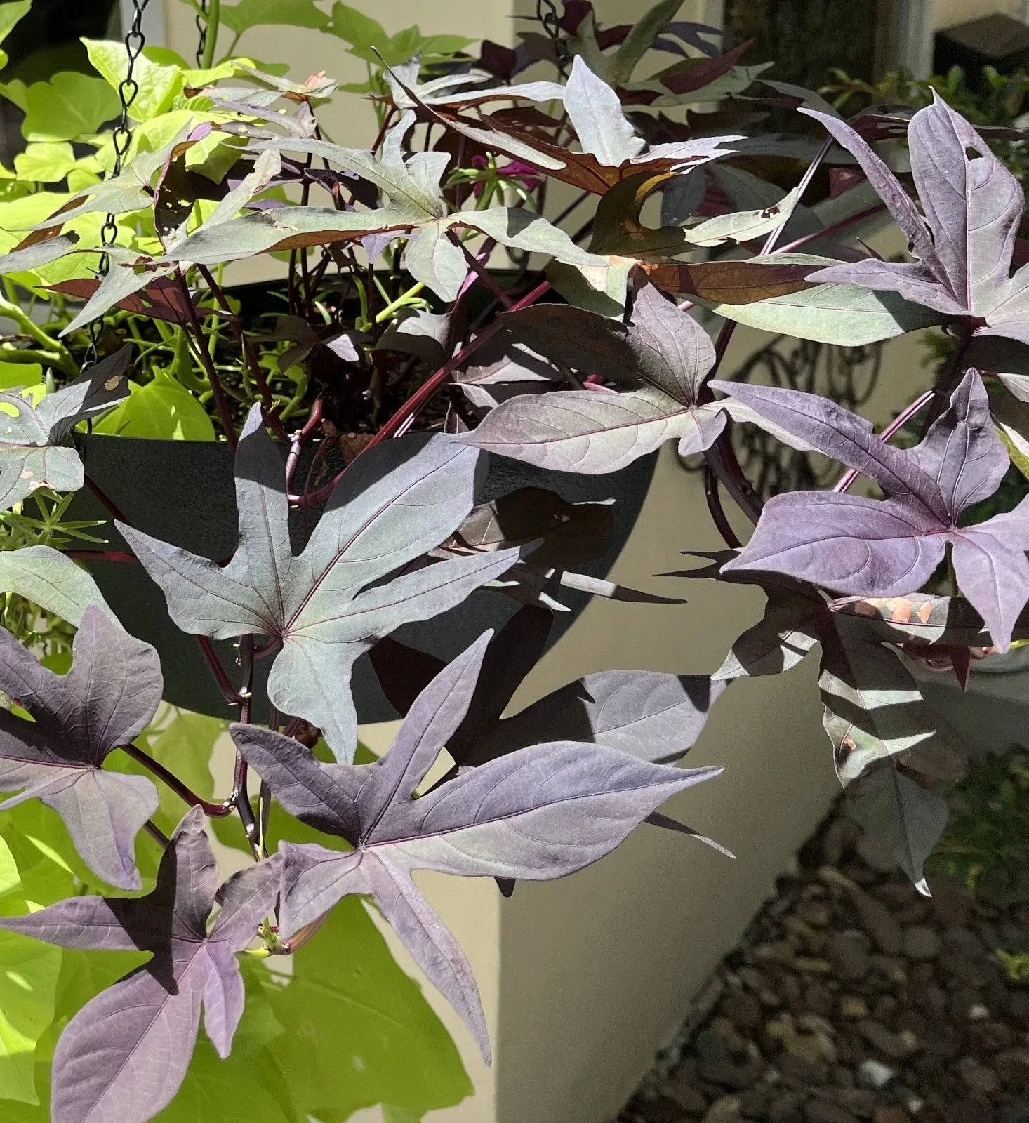 Sweet Potato Cuttings - 5 Rooted Heirloom Blackie Ipomoea batatas for Pots & Gardens