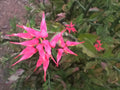 Fresh Cuttings of Devil's Backbone Succulent with Pink Slipper Flowers - Euphorbia tithymaloides, 4x12"