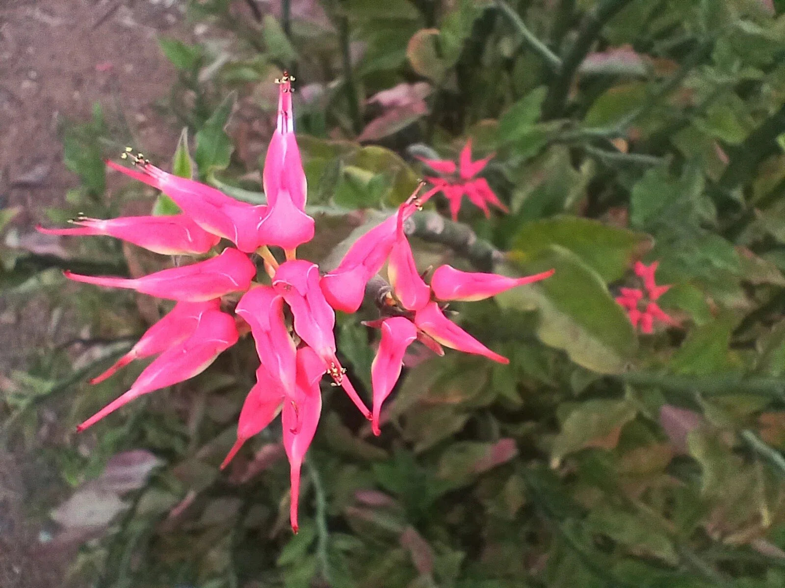 Fresh Cuttings of Devil's Backbone Succulent with Pink Slipper Flowers - Euphorbia tithymaloides, 4x12"