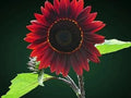 Organic Chocolate Cherry Sunflower Seeds - 50 Pack, Helianthus annuus, Full Sun, Easy Grow, Attracts Pollinators, USA Grown