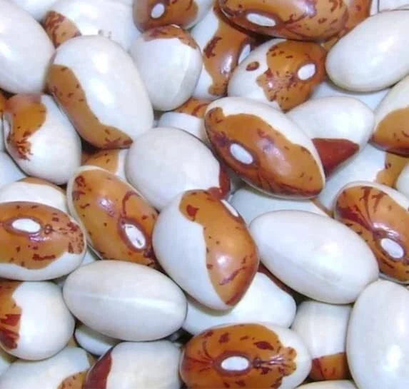 Hidatsa Shield Bean Seeds - 30 Pack, Heirloom Phaseolus vulgaris, Nutritious Climbing Vine, Easy to Grow, Full Sun, Organic Gardening