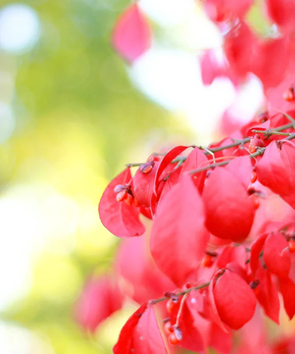 Burning Bush Live Plant - Euonymus alatus - Deer Resistant Shrub with Bright Red Foliage - Over 3 Inches