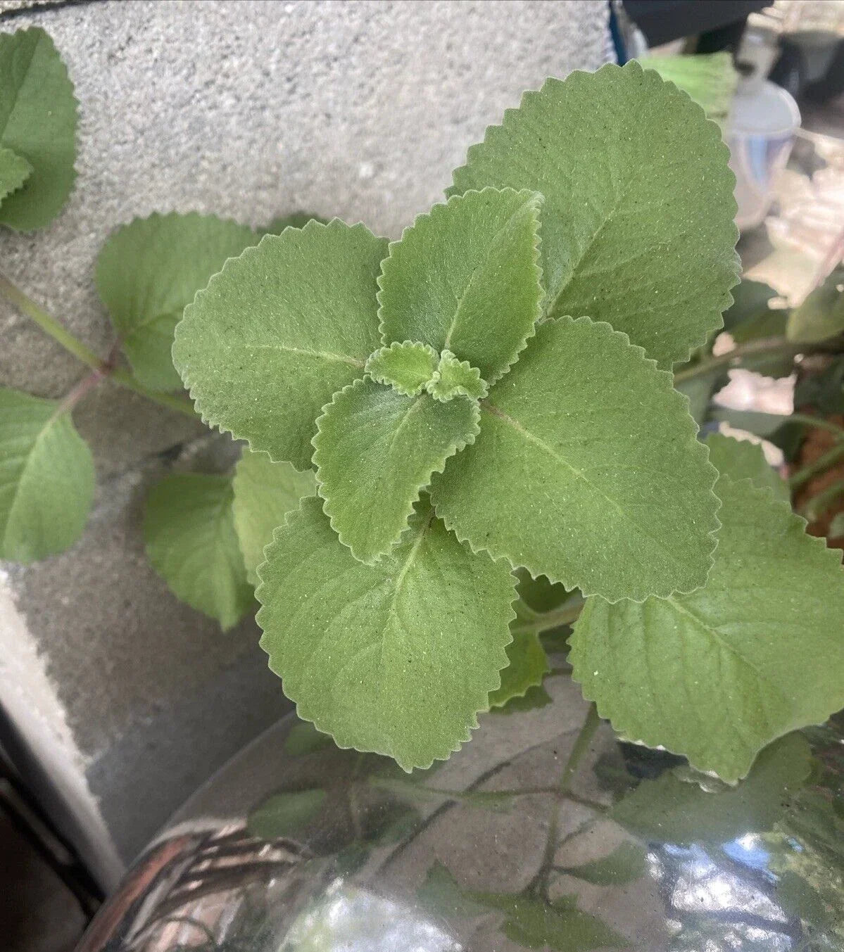 Cuban Oregano Plants - 3 Rooted Herbs with Bonus Leaves - Mexican Mint & Spanish Thyme - Plectranthus amboinicus