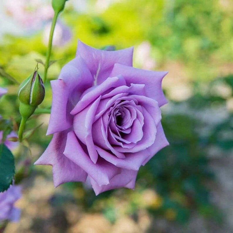 Light Purple Rose Seeds - Perennial Shrub Flower Seeds - Rosa spp. - Fragrant Blooms for Garden, Hedges, Pollinators