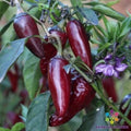 Purple Jalapeno Pepper Seeds - 25+ Pack, Capsicum annuum, Spicy, Colorful, Garden, Salsa, Hot Pepper Seeds