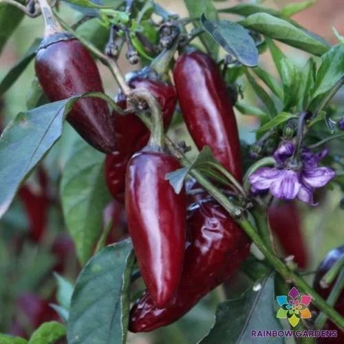 Purple Jalapeno Pepper Seeds - 25+ Pack, Capsicum annuum, Spicy, Colorful, Garden, Salsa, Hot Pepper Seeds
