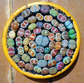 Mixed Lithops Succulent Seeds - Lithops Pseudotruncatella, Colorful Living Stones, Drought-Tolerant Indoor & Outdoor Garden Plant