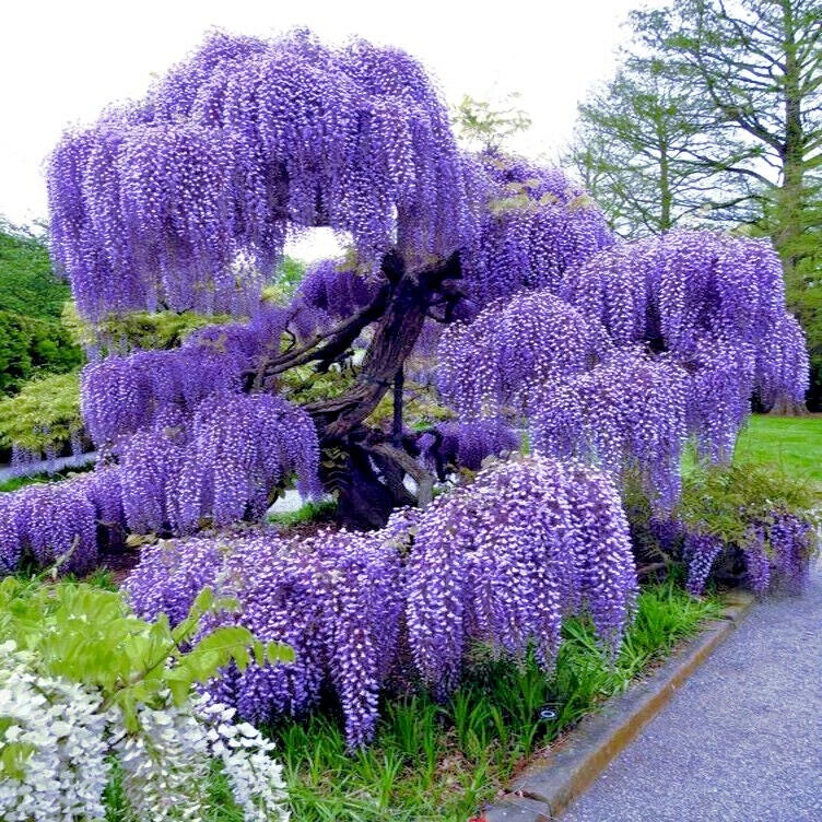 Chinese Blue Wisteria sinensis Seeds - 5 Pack, Climbing Flower Vine for Gardens, Fast-Growing, Hardy, Blue Fragrant Blooms