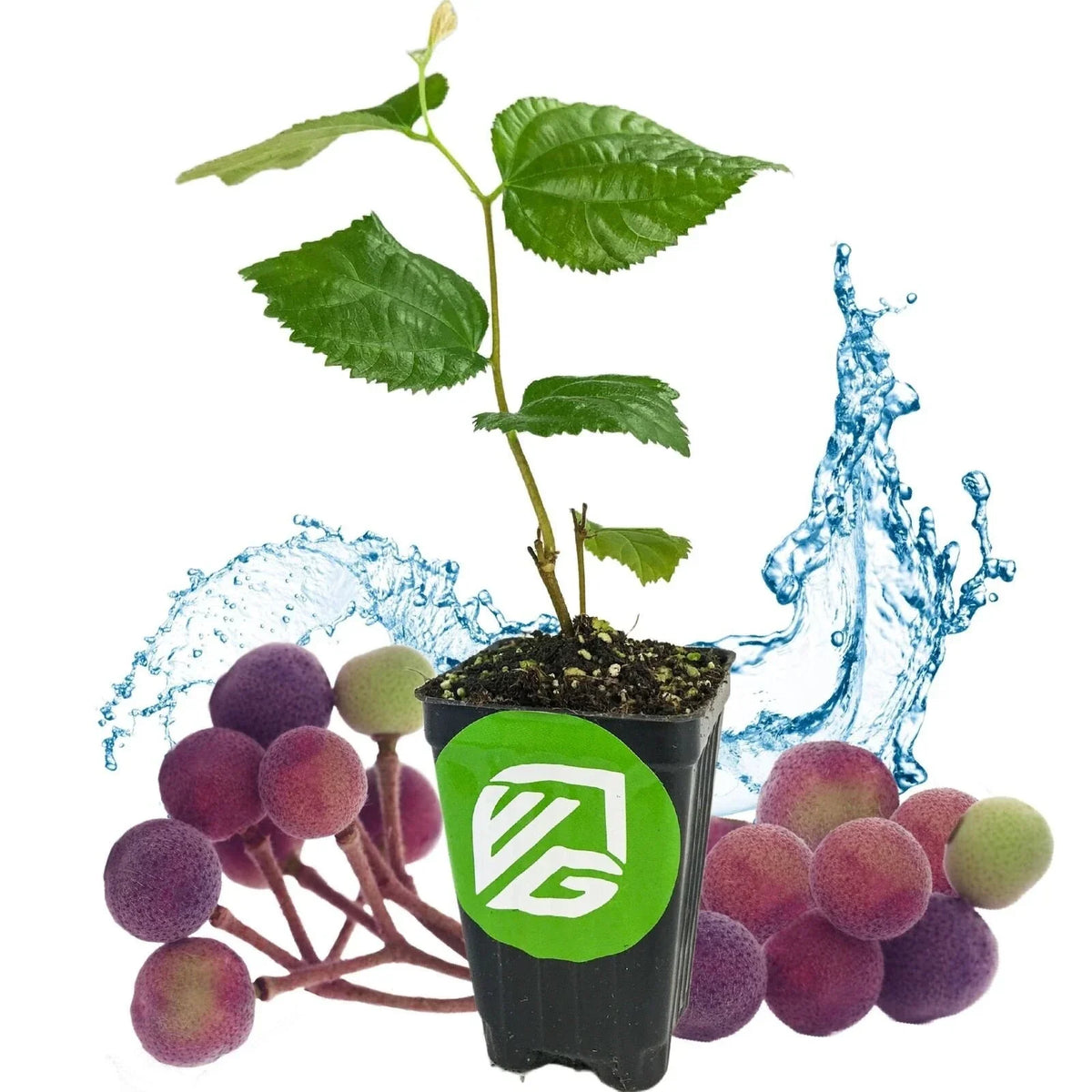 Sherbet Berry Live Plant in 3-Inch Pot | Grewia asiatica with Green Foliage and Edible Berries