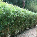 Bamboo Seeds 50 Pack for Privacy Screen Clumping Lady Finger Bambusa vulgaris Garden Shade Plant