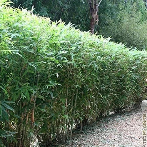 Bamboo Seeds 50 Pack for Privacy Screen Clumping Lady Finger Bambusa vulgaris Garden Shade Plant