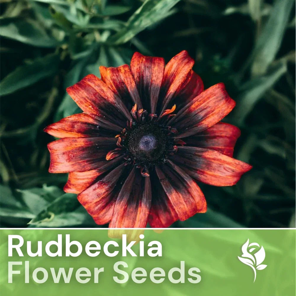 Sunset Black Rudbeckia Seeds - 125+ Annual Flower Seeds for Garden, Rudbeckia hirta, Black-eyed Susan, Full Sun, Easy to Grow