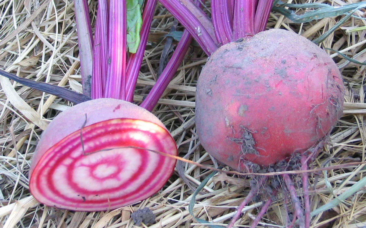 Candy Cane Beet Seeds - Heirloom Variety, 50 Seeds, Striped Red and White Roots, Sweet Flavor, Beta vulgaris