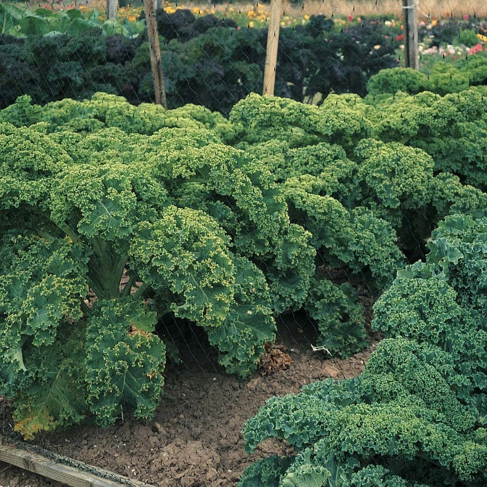 Dwarf Blue Curled Scotch Kale Seeds - Organic Non-GMO Heirloom Brassica oleracea Vegetable Seeds, Compact, Nutritious, Full Sun