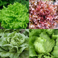 Organic Lettuce Seeds Bulk Pack – Iceberg & Romaine Lettuce – Non-GMO, Garden Vegetables, Home Gardening, Lactuca sativa