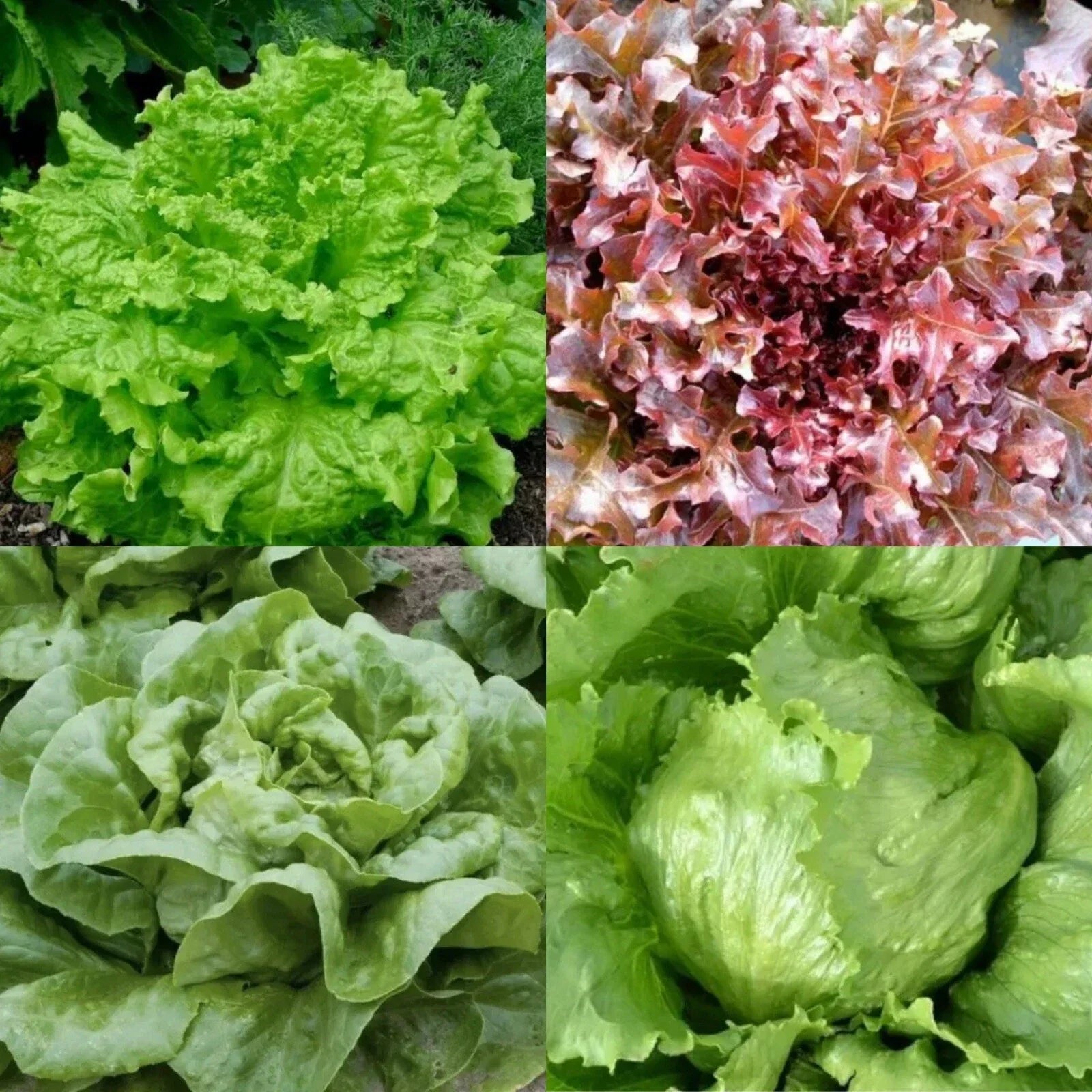 Organic Lettuce Seeds Bulk Pack – Iceberg & Romaine Lettuce – Non-GMO, Garden Vegetables, Home Gardening, Lactuca sativa