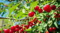 Early Richmond Cherry Seeds - Pack of 10+ Prunus cerasus for Home Garden, Organic, Fast Shipping