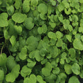 True Watercress Seeds - 1,000 Heirloom Non-GMO Nasturtium officinale for Culinary Herb Gardening