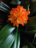 Clivia Miniata Broadleaf Plant - 5-Year-Old Indoor Houseplant - USA Grown