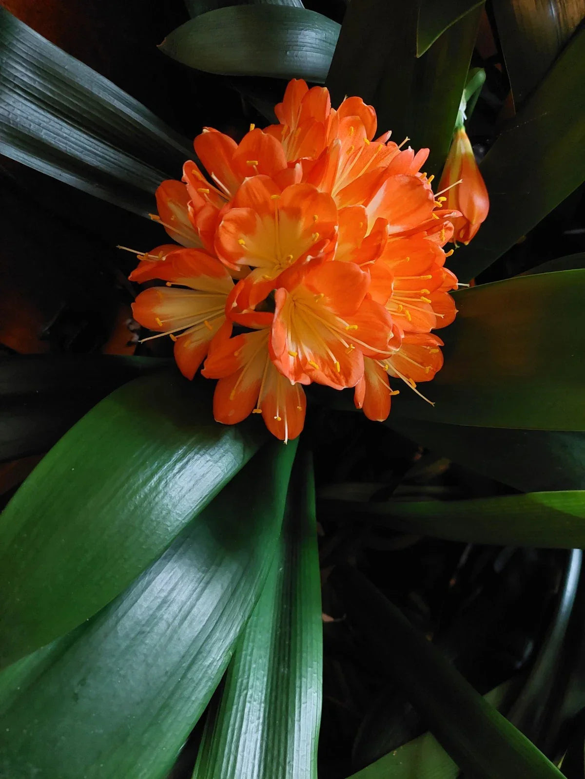 Clivia Miniata Broadleaf Plant - 5-Year-Old Indoor Houseplant - USA Grown