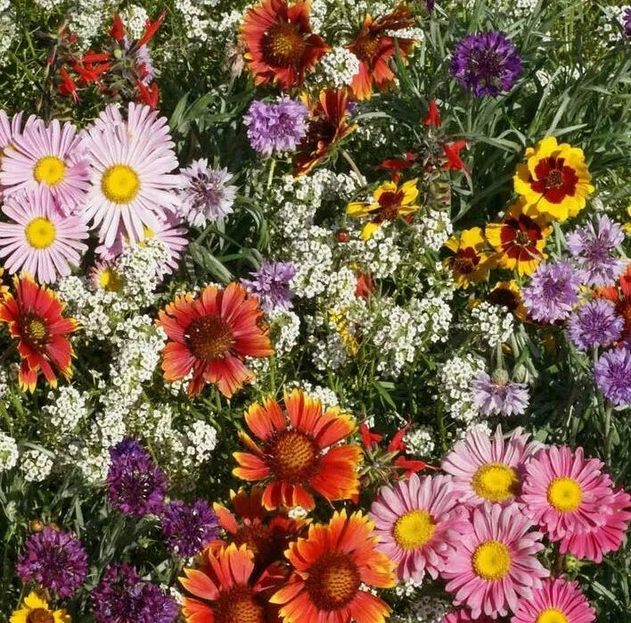 Hummingbird Butterfly Wildflower Seed Mix – 200+ Zinnia & Aster Seeds, Non-GMO Pollinator-Friendly Garden Blend