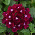 Magenta Verbena Seeds - Perennial Flower Seeds for Spring Blooms - Verbena bonariensis - USA Grown