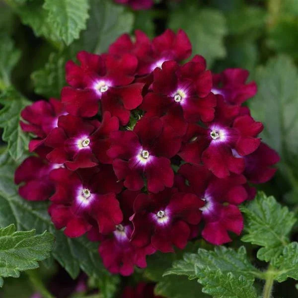 Magenta Verbena Seeds - Perennial Flower Seeds for Spring Blooms - Verbena bonariensis - USA Grown
