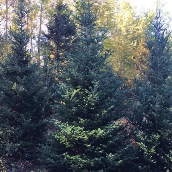 Fraser Fir Bare Root Tree Seedlings for Christmas Landscape - Abies fraseri, Conical Shape, Aromatic Foliage, Spring 2025 Shipping