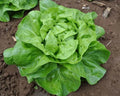 Buttercrunch Lettuce Seeds - Heirloom, Organic, Crisp Green Leaves, Lactuca sativa, Loose-Leaf, Non-GMO, Fast Germination