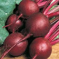Ruby Queen Beet Seeds - Heirloom Non-GMO Beta vulgaris Dark Red Sweet Beets Seed Packet