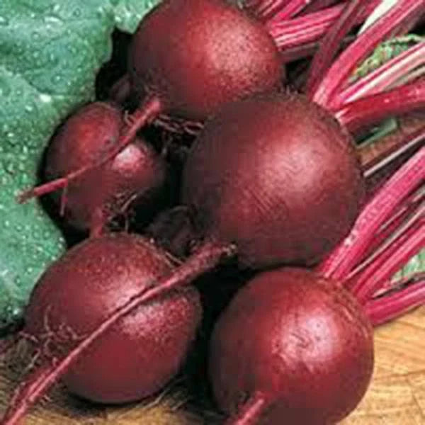 Ruby Queen Beet Seeds - Heirloom Non-GMO Beta vulgaris Dark Red Sweet Beets Seed Packet