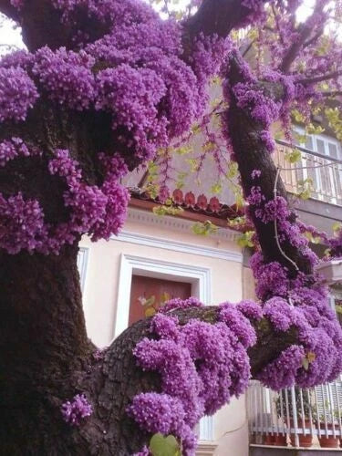 Eastern Redbud Tree Cuttings 4 + 2 Cercis canadensis Pink Flowering Small Garden Plant