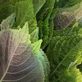 Korean Perilla Seeds | Organic Non-GMO | Perilla frutescens | Culinary Herb for Gardening & Cooking