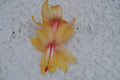 Christmas Cactus Starter Plant - Small Healthy Schlumbergera Truncata - Well-Rooted Cebeline Variety Indoor Plant