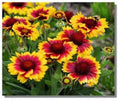 Arizona Sun Blanket Flower Seeds - 100 Count, Bright Large Blooms, Gaillardia pulchella, Drought-Tolerant Perennial for Borders & Containers