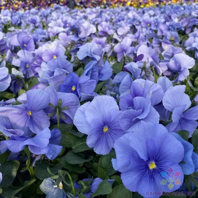 Matrix True Blue Pansy Seeds - Viola tricolor var. hortensis, 200+ Non-GMO Seeds for Garden Beds & Containers