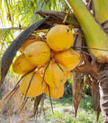 Set of 3 Sprouted Yellow Dwarf Coconut Trees – Live Costa Rican Cocos nucifera 'Dwarf Yellow' Indoor Garden Plant