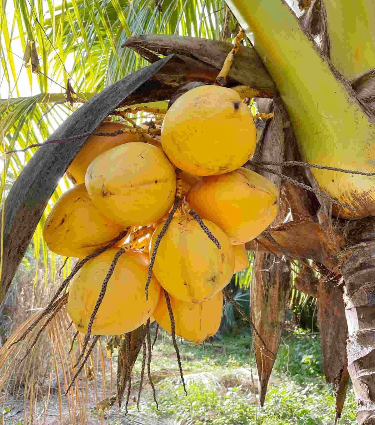 Set of 3 Sprouted Yellow Dwarf Coconut Trees – Live Costa Rican Cocos nucifera 'Dwarf Yellow' Indoor Garden Plant